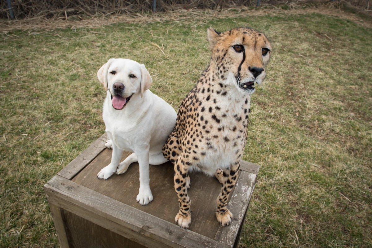 Cheetahs with Support Dogs is the Sweetest Thing Ever. - Blog - CFCY