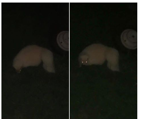 skunk feature